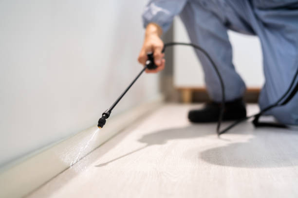 Licensed Wasp Removal service in Coeburn, VA - Show Me Pest Control